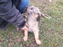 WENDY, Hund, Terrier-Mix in Coburg - Bild 16