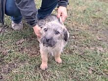 WENDY, Hund, Terrier-Mix in Coburg - Bild 17