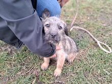 WENDY, Hund, Terrier-Mix in Coburg - Bild 18