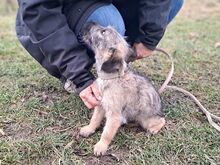 WENDY, Hund, Terrier-Mix in Coburg - Bild 19