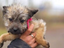 WENDY, Hund, Terrier-Mix in Coburg - Bild 20