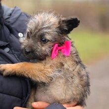 WENDY, Hund, Terrier-Mix in Coburg - Bild 21