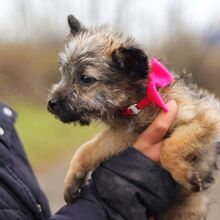 WENDY, Hund, Terrier-Mix in Coburg - Bild 22