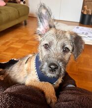 WENDY, Hund, Terrier-Mix in Coburg - Bild 3