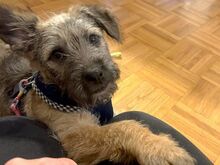 WENDY, Hund, Terrier-Mix in Coburg - Bild 4