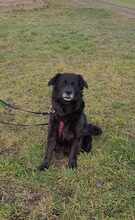 NERO 334-24-P, Hund, Golden Retriever-Mix in Alsbach-Hähnlein - Bild 1