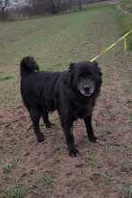 NERO 334-24-P, Hund, Golden Retriever-Mix in Alsbach-Hähnlein - Bild 11