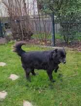 NERO 334-24-P, Hund, Golden Retriever-Mix in Alsbach-Hähnlein - Bild 12