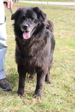 NERO 334-24-P, Hund, Golden Retriever-Mix in Alsbach-Hähnlein - Bild 14