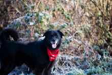 NERO 334-24-P, Hund, Golden Retriever-Mix in Alsbach-Hähnlein - Bild 15