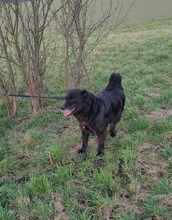 NERO 334-24-P, Hund, Golden Retriever-Mix in Alsbach-Hähnlein - Bild 16