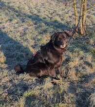 NERO 334-24-P, Hund, Golden Retriever-Mix in Alsbach-Hähnlein - Bild 18