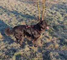 NERO 334-24-P, Hund, Golden Retriever-Mix in Alsbach-Hähnlein - Bild 19