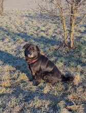 NERO 334-24-P, Hund, Golden Retriever-Mix in Alsbach-Hähnlein - Bild 20