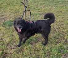 NERO 334-24-P, Hund, Golden Retriever-Mix in Alsbach-Hähnlein - Bild 23