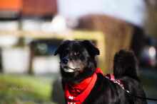 NERO 334-24-P, Hund, Golden Retriever-Mix in Alsbach-Hähnlein - Bild 3