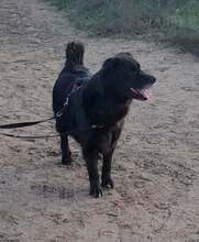 NERO 334-24-P, Hund, Golden Retriever-Mix in Alsbach-Hähnlein - Bild 5