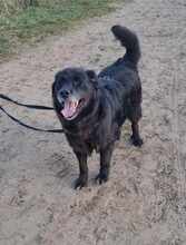 NERO 334-24-P, Hund, Golden Retriever-Mix in Alsbach-Hähnlein - Bild 6