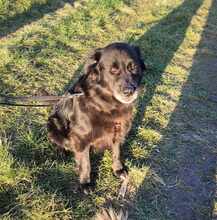 NERO 334-24-P, Hund, Golden Retriever-Mix in Alsbach-Hähnlein - Bild 7