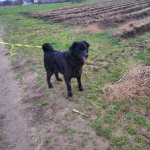 NERO 334-24-P, Hund, Golden Retriever-Mix in Alsbach-Hähnlein - Bild 9