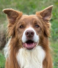 COOKIE, Hund, Border Collie in Italien - Bild 1