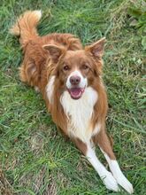 COOKIE, Hund, Border Collie in Italien - Bild 2