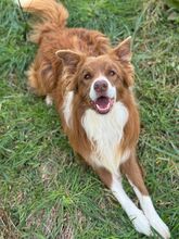 COOKIE, Hund, Border Collie in Italien - Bild 3