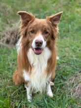 COOKIE, Hund, Border Collie in Italien - Bild 4