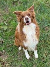 COOKIE, Hund, Border Collie in Italien - Bild 5