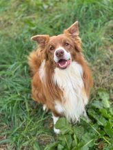 COOKIE, Hund, Border Collie in Italien - Bild 6