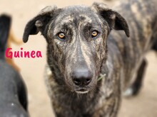 GUINEA, Hund, Mischlingshund in Spanien