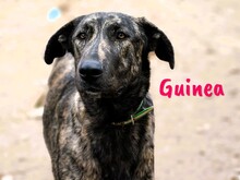 GUINEA, Hund, Mischlingshund in Spanien - Bild 2