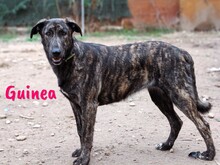 GUINEA, Hund, Mischlingshund in Spanien - Bild 4