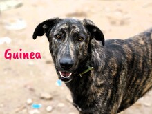 GUINEA, Hund, Mischlingshund in Spanien - Bild 7