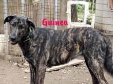 GUINEA, Hund, Mischlingshund in Spanien - Bild 8