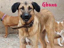 GHANA, Hund, Mischlingshund in Spanien