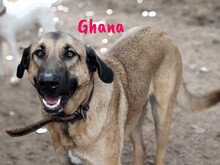 GHANA, Hund, Mischlingshund in Spanien - Bild 2