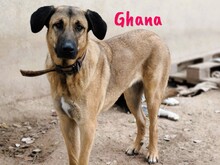 GHANA, Hund, Mischlingshund in Spanien - Bild 3