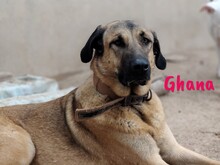 GHANA, Hund, Mischlingshund in Spanien - Bild 4