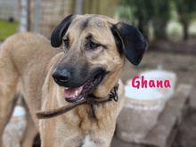 GHANA, Hund, Mischlingshund in Spanien - Bild 5