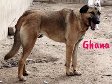 GHANA, Hund, Mischlingshund in Spanien - Bild 6