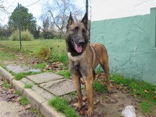 NANCY, Hund, Malinois-Mix in Spanien - Bild 1