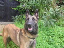 NANCY, Hund, Malinois-Mix in Spanien - Bild 2