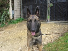 NANCY, Hund, Malinois-Mix in Spanien - Bild 3