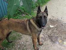 NANCY, Hund, Malinois-Mix in Spanien - Bild 5