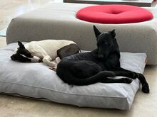 BALIN, Hund, Malinois-Podenco-Mix in Spanien - Bild 10