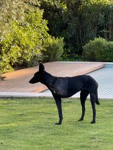 BALIN, Hund, Malinois-Podenco-Mix in Spanien - Bild 5
