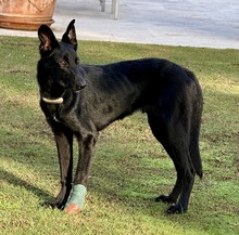 BALIN, Hund, Malinois-Podenco-Mix in Spanien - Bild 6