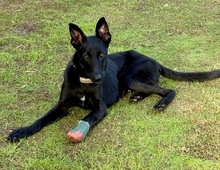 BALIN, Hund, Malinois-Podenco-Mix in Spanien - Bild 7