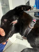 BALIN, Hund, Malinois-Podenco-Mix in Spanien - Bild 8